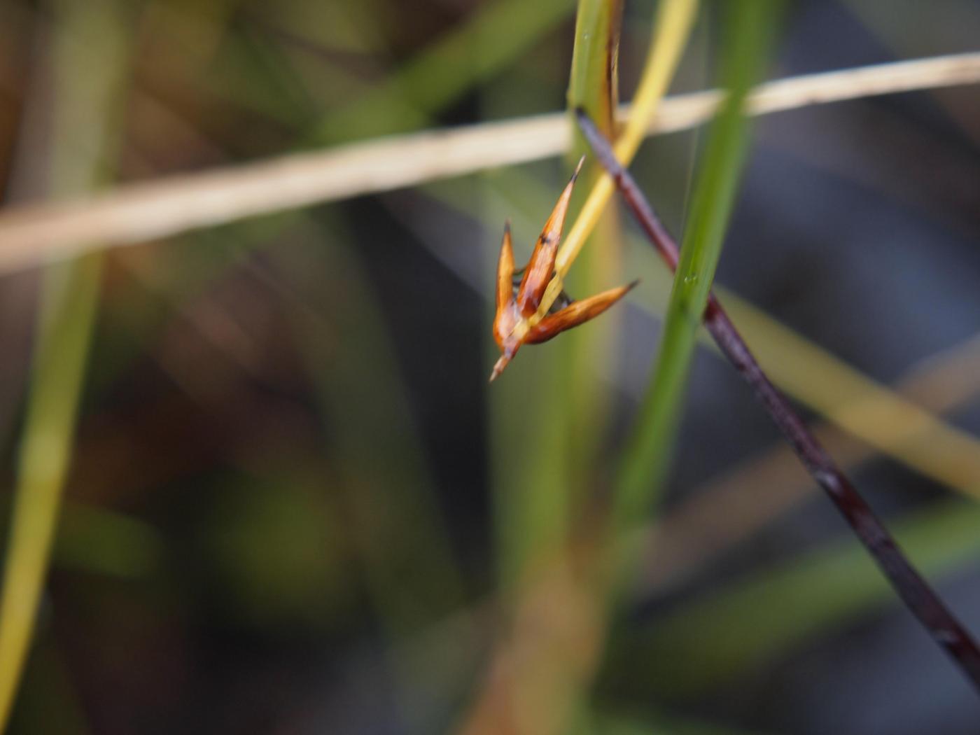 Sedge, Few-flowered flower